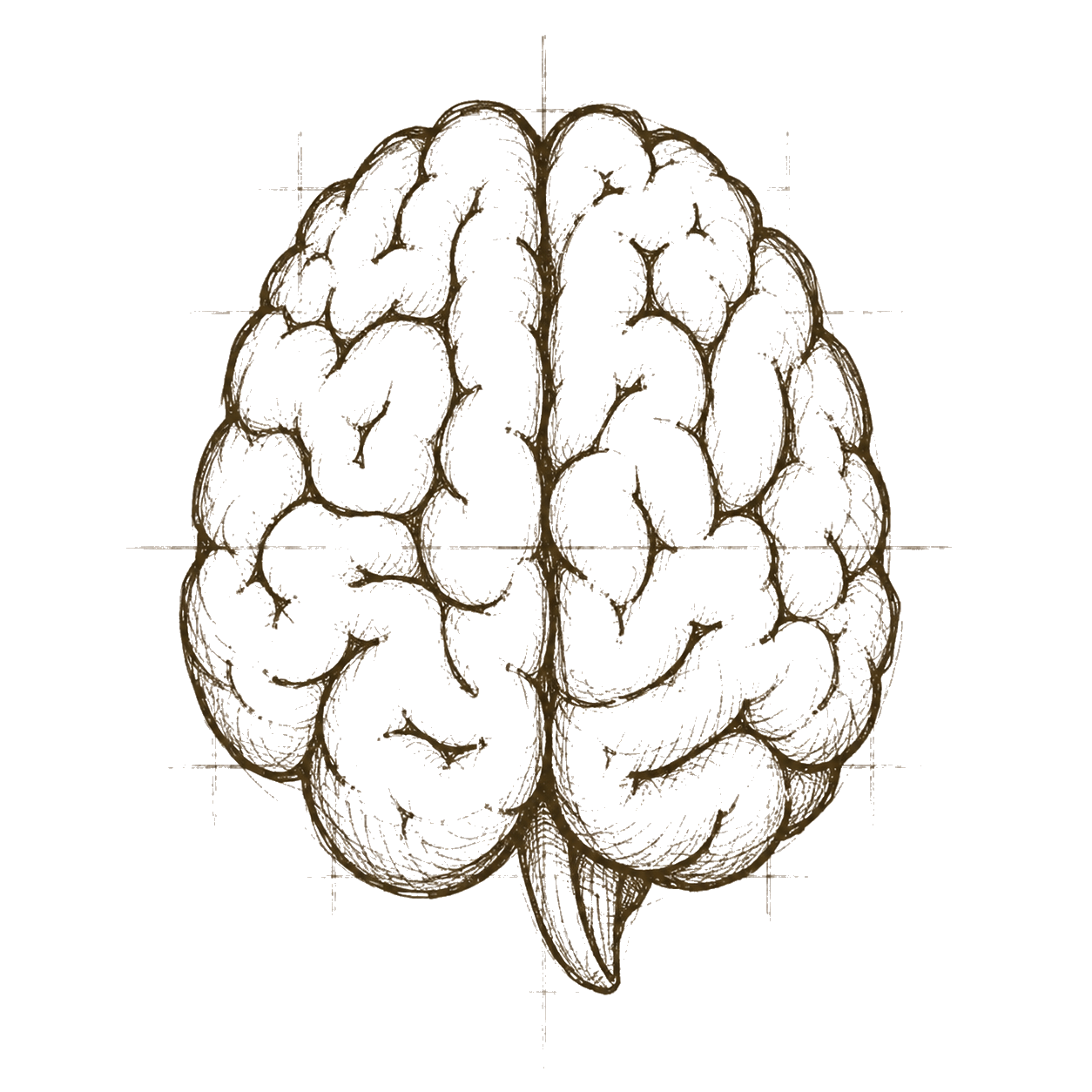 A hand-drawn brain illustration.