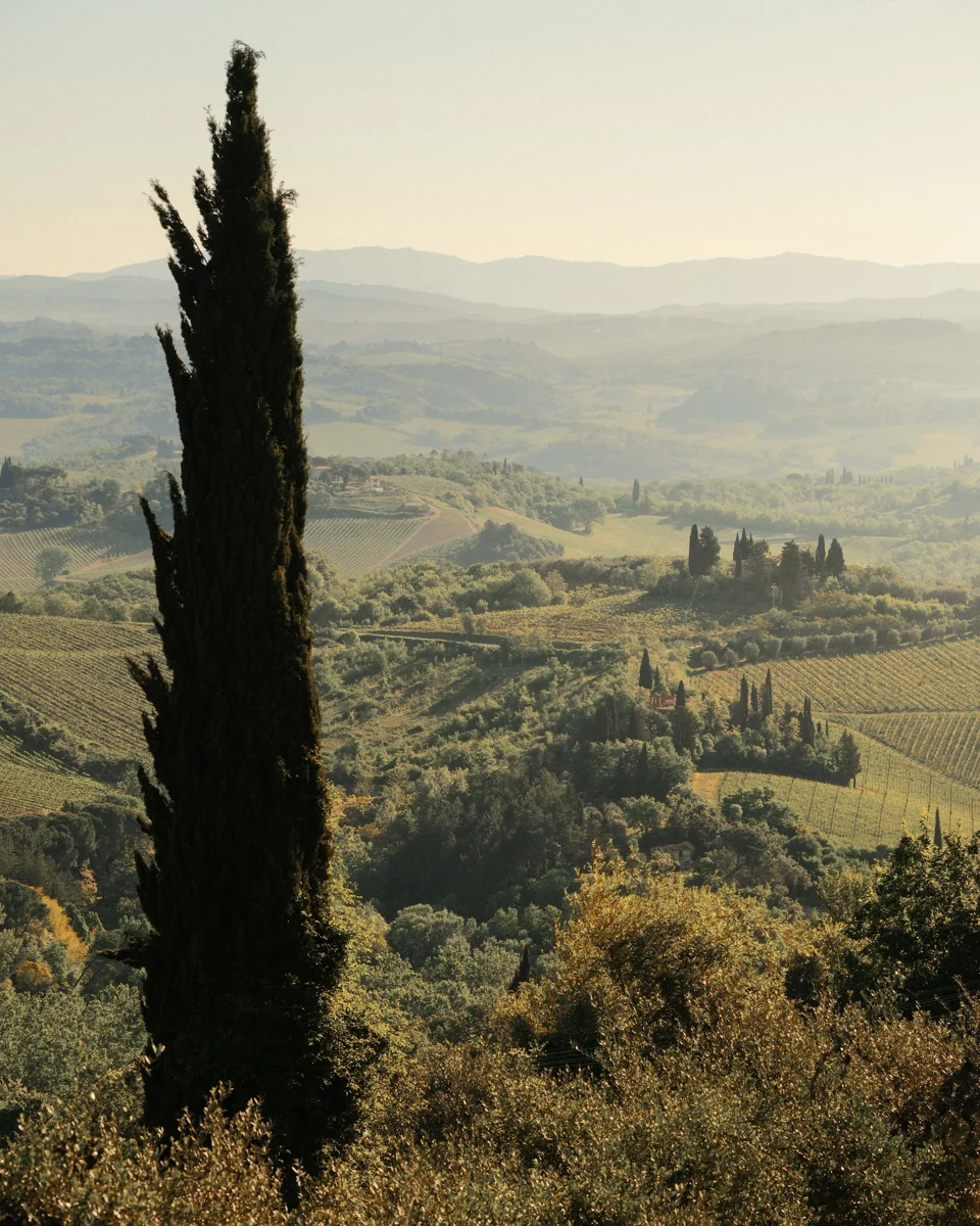 A tall cypress overlooking layered Tuscan hills and fields in soft golden light.