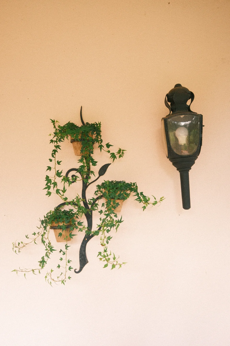 Trailing plants and an ornamental wall lantern against a warm pale wall.